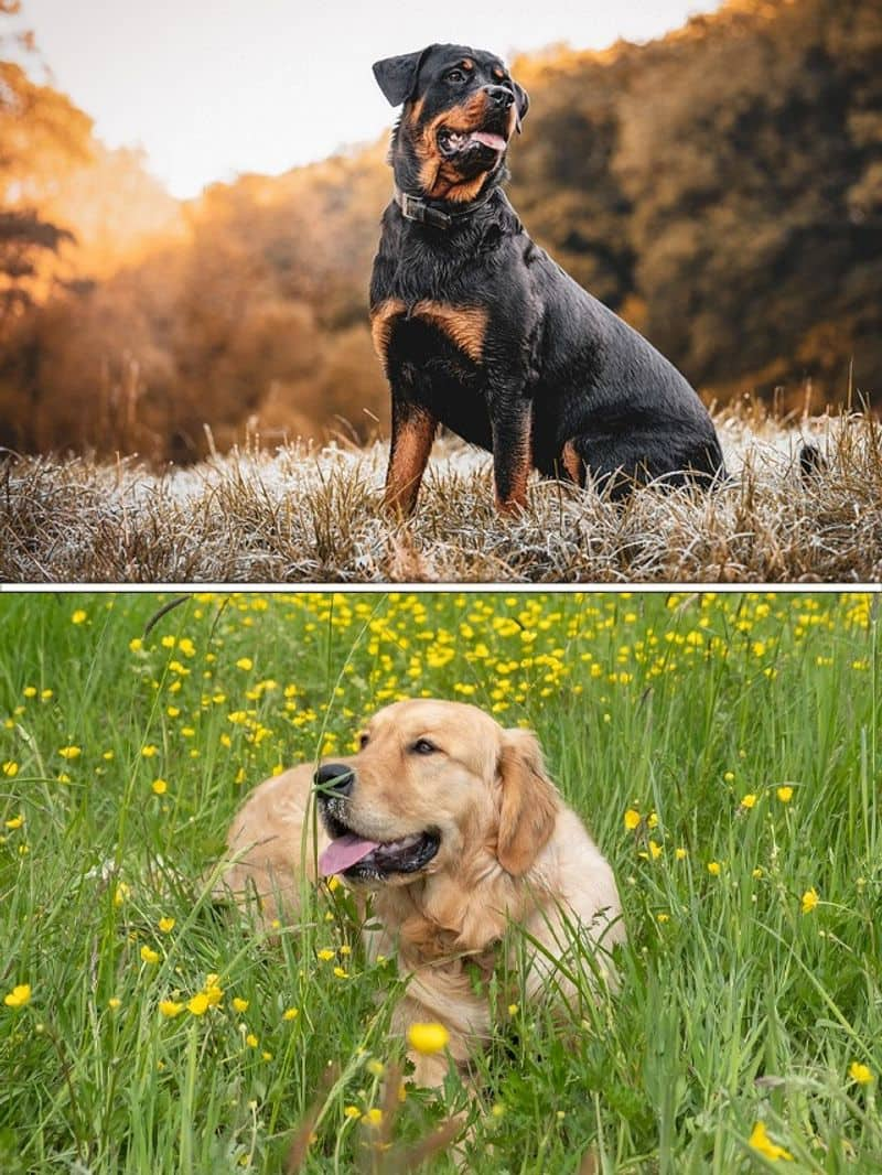 Rottweiler to Golden Retriever-7 dog breeds popular in Bangalore  RBA