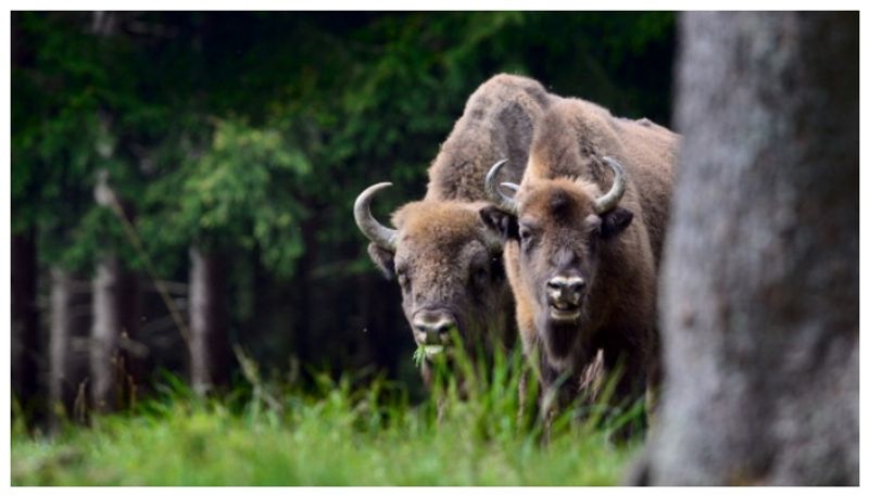 170 bison can eliminate carbon emissions that 2 million cars emit annually says a new study