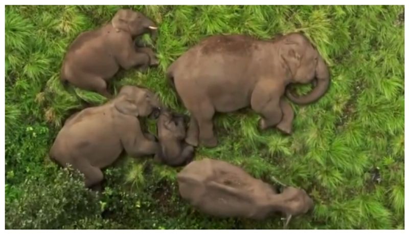 Video of elephant cub sleeping comfortably in the middle of elephants goes viral 