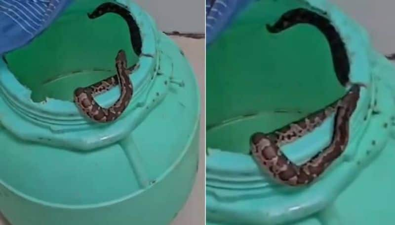 snake bitten girl in bihar family takes snake to hospital 