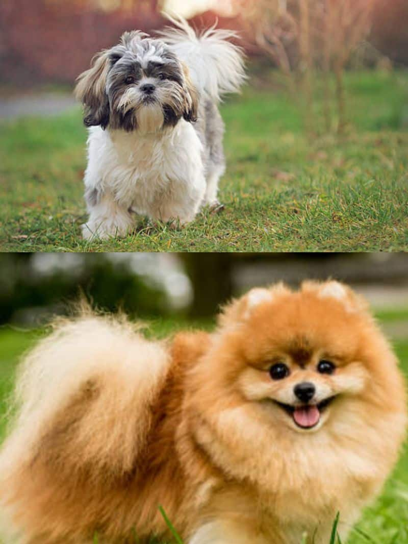 Shih Tzu to Pomeranian: 7 cute little dogs bred in India NTI