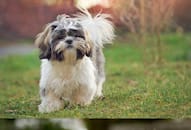 Shih Tzu to Pomeranian: 7 cute little dogs bred in India NTI