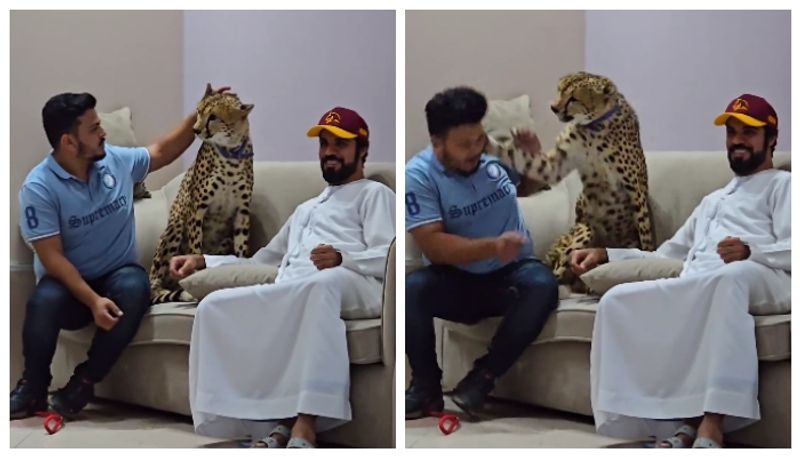 video of a man trying to touch pet cheetah but it slap his face went viral 