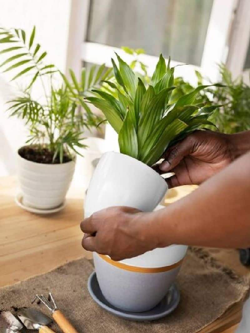 how to repot your indoor plants tips 