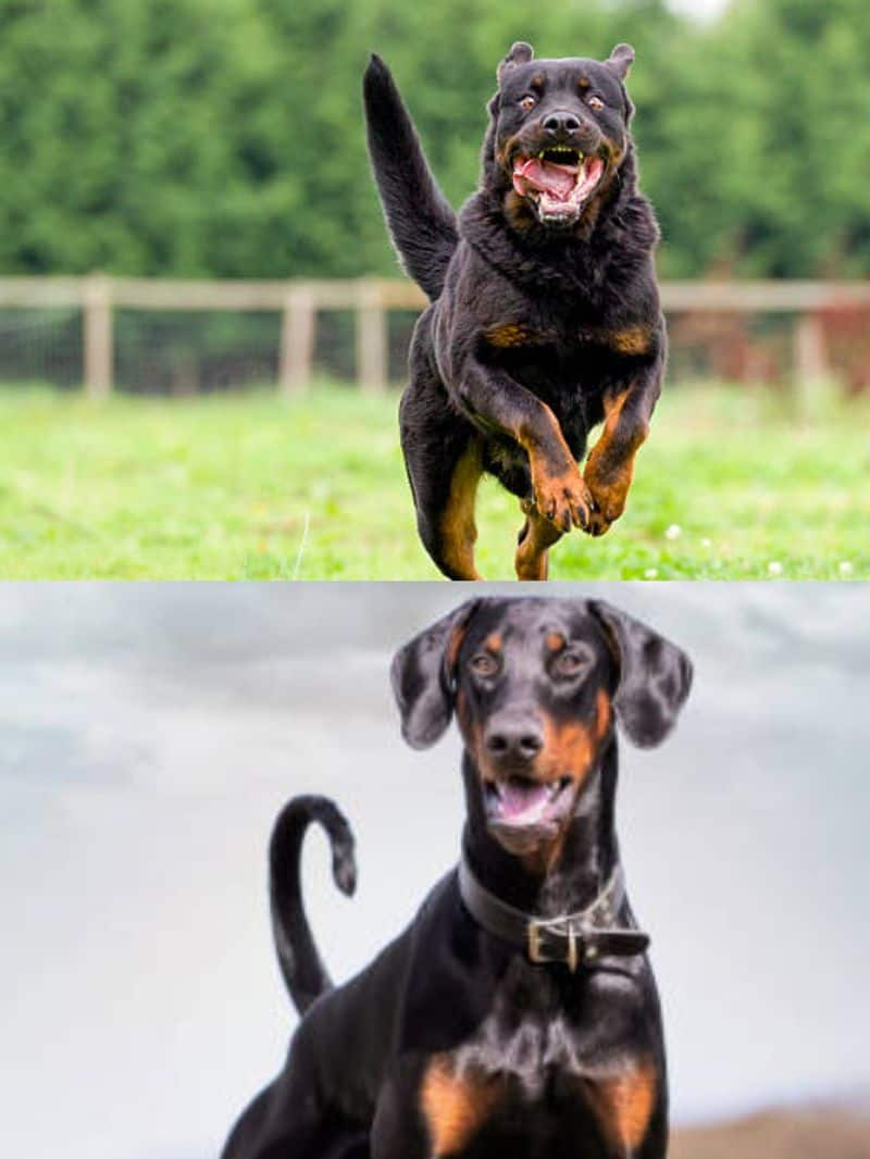 Rottweiler to Dobermann: 7 Best Guard Dogs for a Family NTI