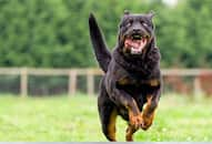 Rottweiler to Dobermann: 7 Best Guard Dogs for a Family NTI