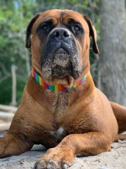 Bullmastiff