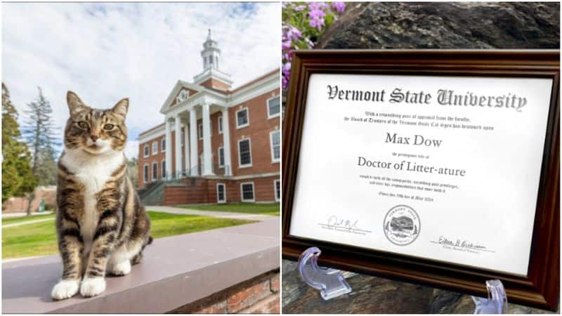 Dr Litter-ature: Adorable campus cat receives honorary degree from Vermont State University RTM