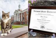 Dr Litter-ature: Adorable campus cat receives honorary degree from Vermont State University RTM