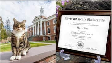 Dr Litter-ature: Adorable campus cat receives honorary degree from Vermont State University RTM