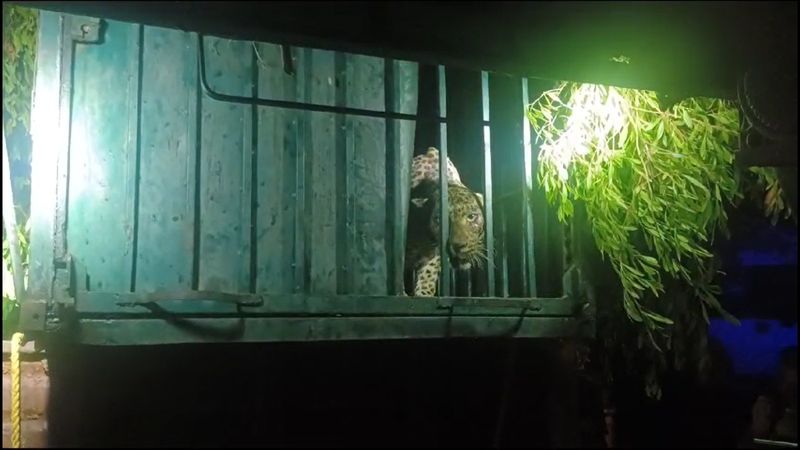 In Tirunelveli, the authorities caught a leopard that was threatening the public in a cage vel