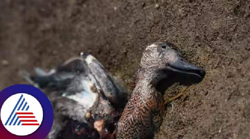 Poisoning of migratory birds in tungabhadra backwater at hospet rav