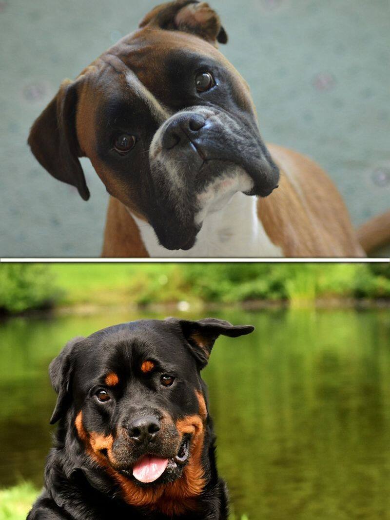 Boxer to Rottweiler-7 dog breeds popular in Kerala  RBA EAI