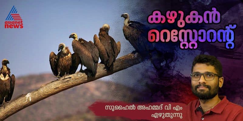 Vulture restaurants to rearrange forest ecosystem 