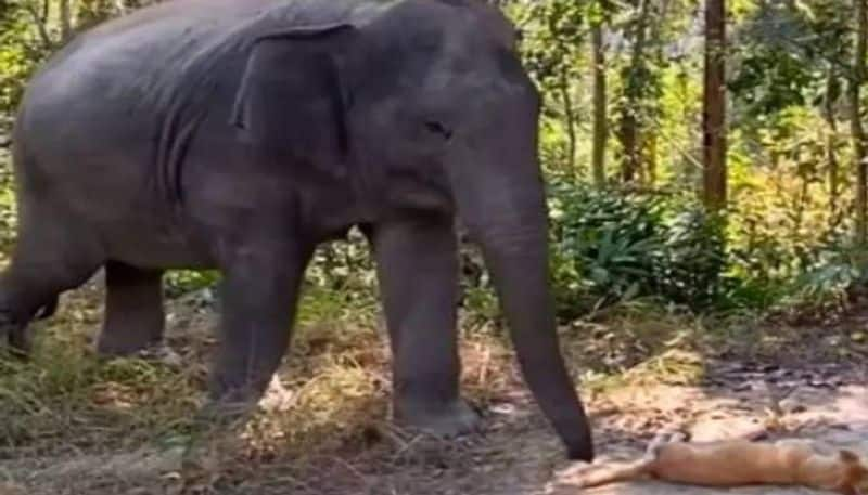 elephant bumping into dog reaction is this cute video 