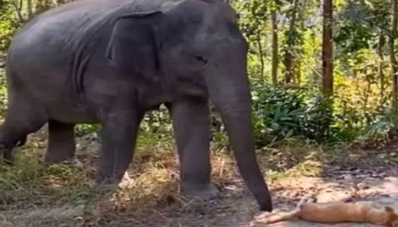 elephant bumping into dog reaction is this cute video 