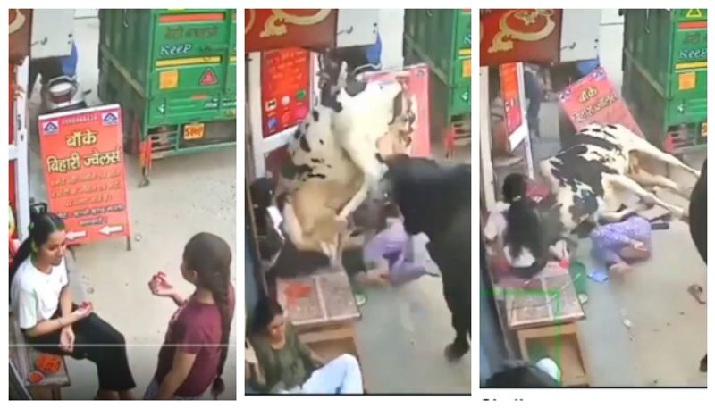 CCTV footage of cows rammed into girls goes viral