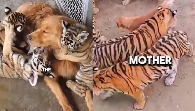 Isabella golden retriever became mother of three tiger cubs 