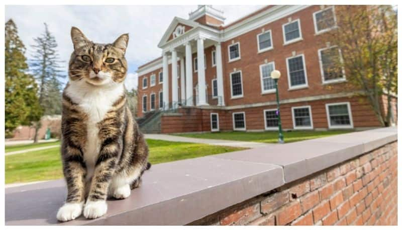 American University awards cat doctorate