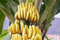 health-benefits-of-eating-banana-daily