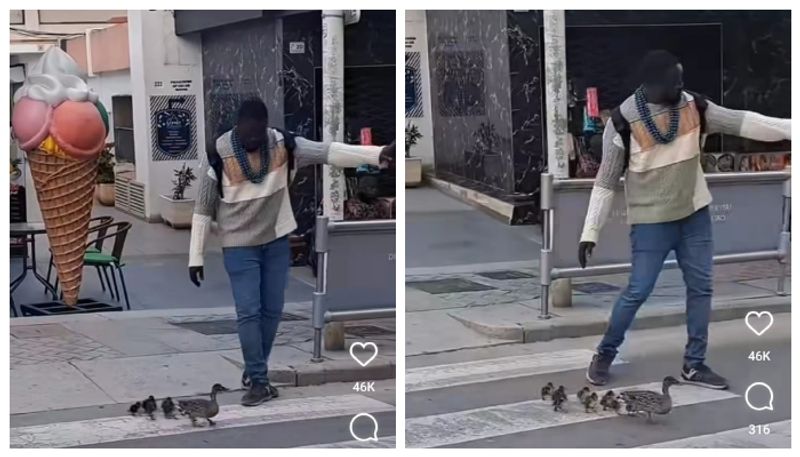 Social media congratulates young man who helps mother duck and cubs cross road