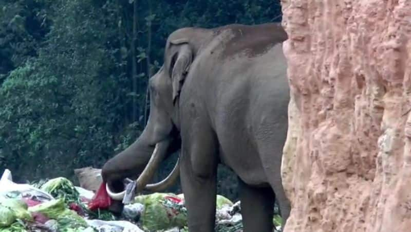 Social Activists Demand Action on Padayappa Elephant Eating Plastic Waste in moonar smp