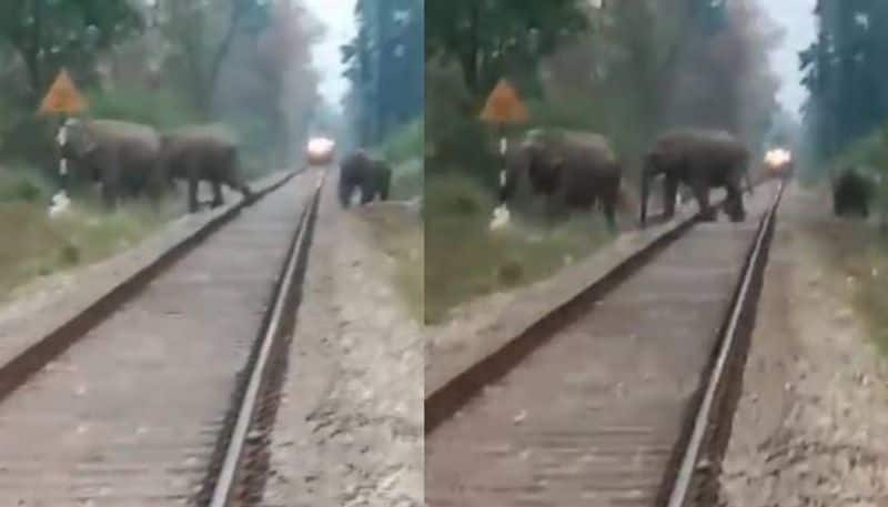 elephant family crossing railway track train stopped video  