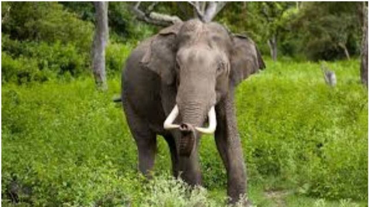 Karnataka elephant tusk cutting