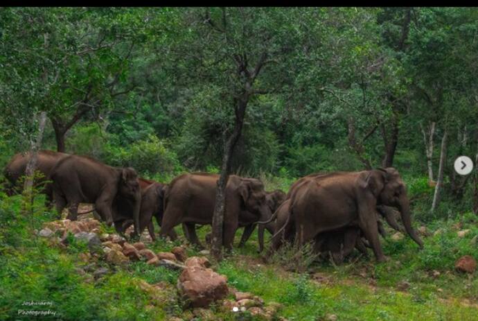 Karnataka elephant tusk cutting