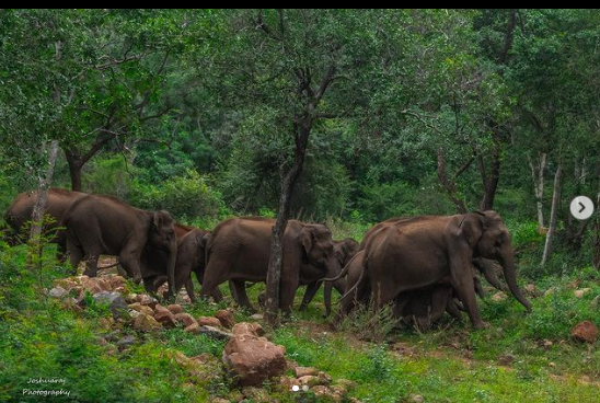 Karnataka elephant tusk cutting Karnataka elephant tusk cutting