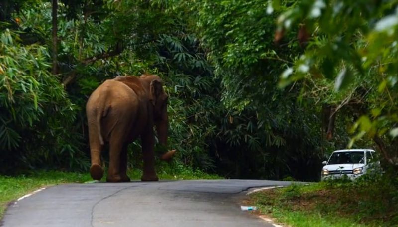 Selfie turns deadly as 23-year-old man trampled to death by wild elephant in Maharashtra dmn