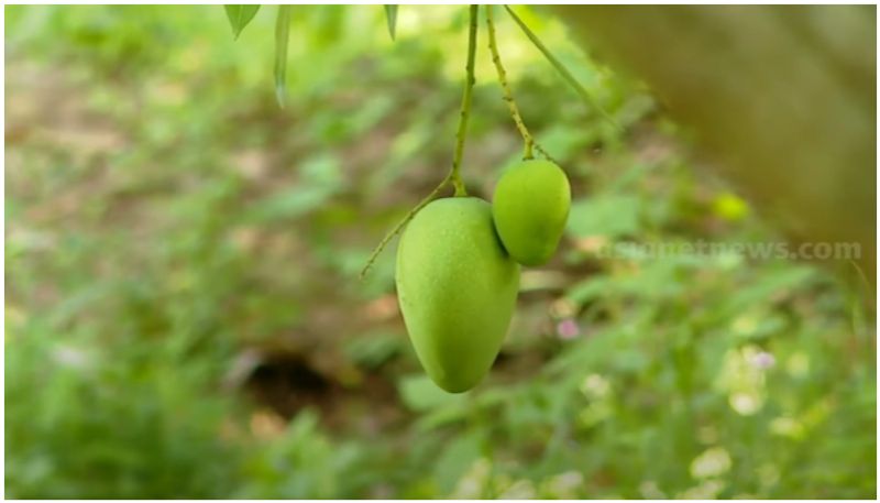 100 year mango theft case judgement viral mrq