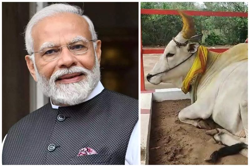 A temple bull in Coimbatore has predicted that Narendra Modi will be sworn in as Prime Minister for the third term vel