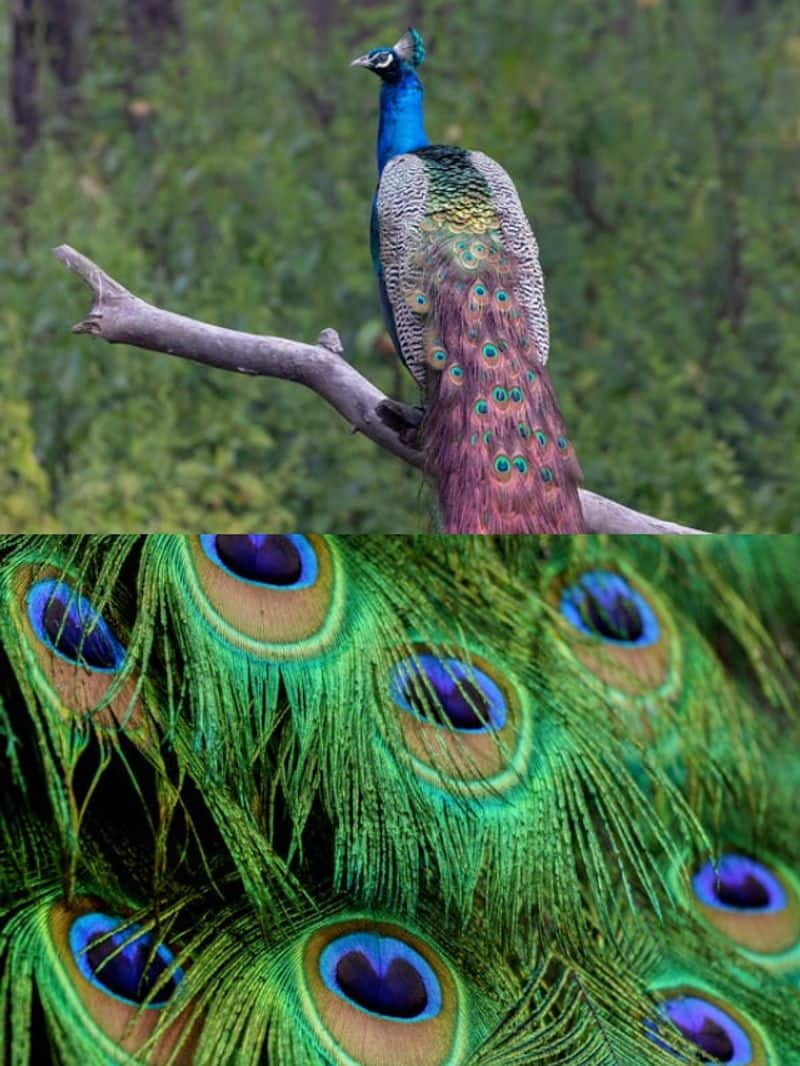 Significance of keeping peacock feather at home anr