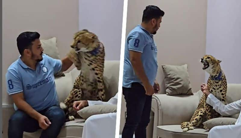 Viral video: Pakistani influencer attacked by Cheetah kept at home, sparks Internet humour (WATCH) gcw