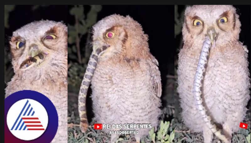 Owl swallows snake in one go viral video shocks internet skr