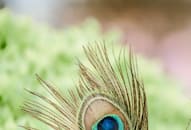 place-peacock-feathers-in-home