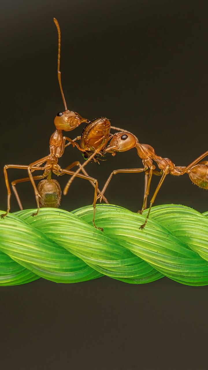 Are ants as old as dinosaurs Know 7 cool facts about ants iwh