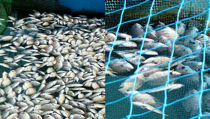 kerala high court formed a expert committee to probe mass fish kill in Periyar River