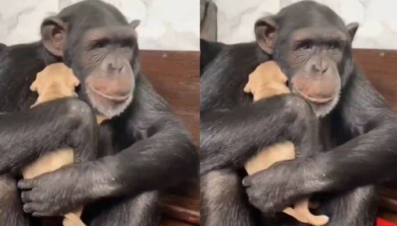 Chimpanzee seeing a puppy first time hugging and caring video 