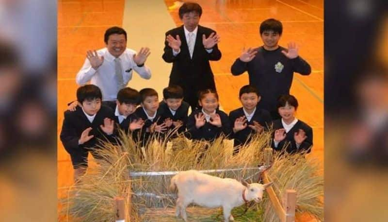 only eight students now this japan school have a goat student 