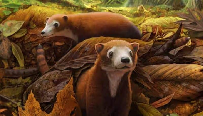 Militocodon lydae after dinosaurs extinction these tiny animals roamed the earth