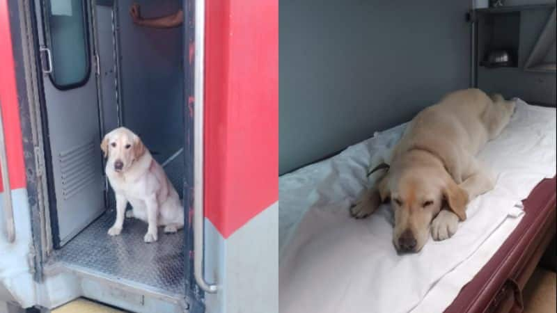 Army tracker dog Meru travels first class to Meerut after retirement; Internet can't handle the cuteness RTM