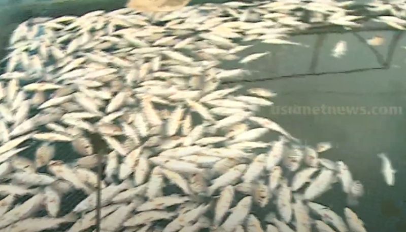 Mass fish kill in Kerala's Periyar river: Report reveals presence of high levels of Ammonia, Sulphide in water anr