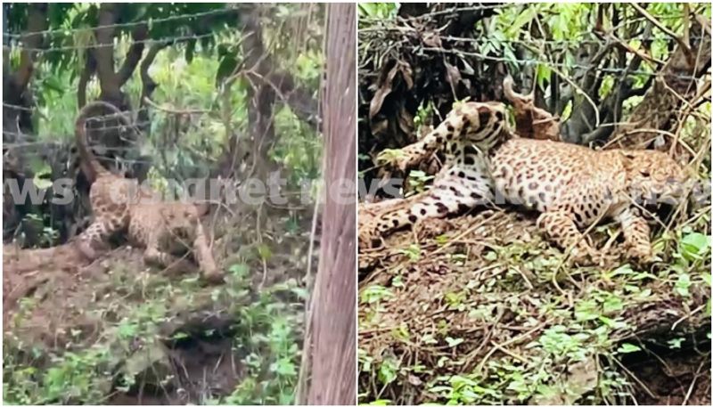 Leopard trapped in wire fence in Palakkad AKP