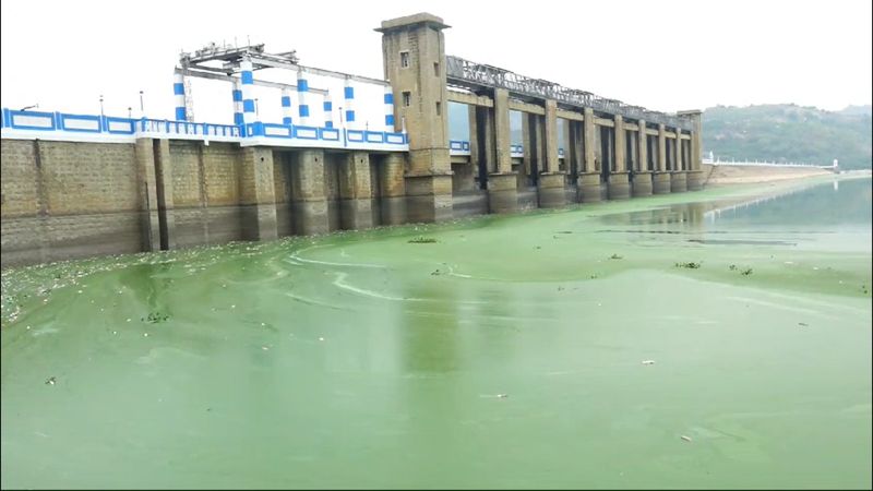 nearly 7 tons of fishes death and floating at krp dam in krishnagiri for mixing chemical water vel