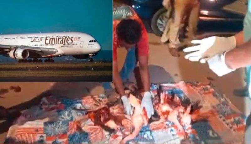 Over 40 flamingos died in Mumbai after Emirates flight crashes into flock of flamingos while landing akb