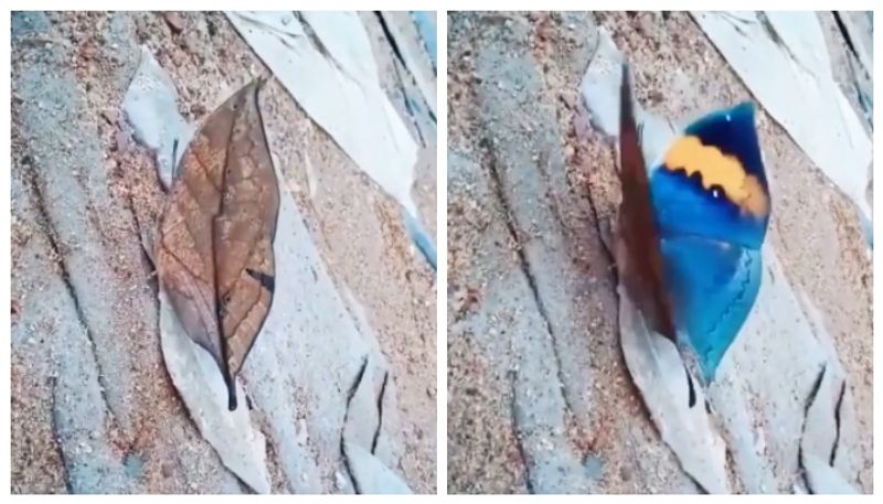 Video of dead leaf Butterfly goes viral on social media 