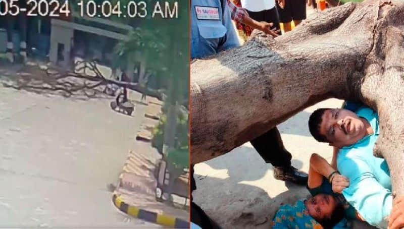 Hyderabad A huge tree fell on a couple who traveling on a scooter husband died, wife seriously injured, tragic incident captured in cctv goes viral akb