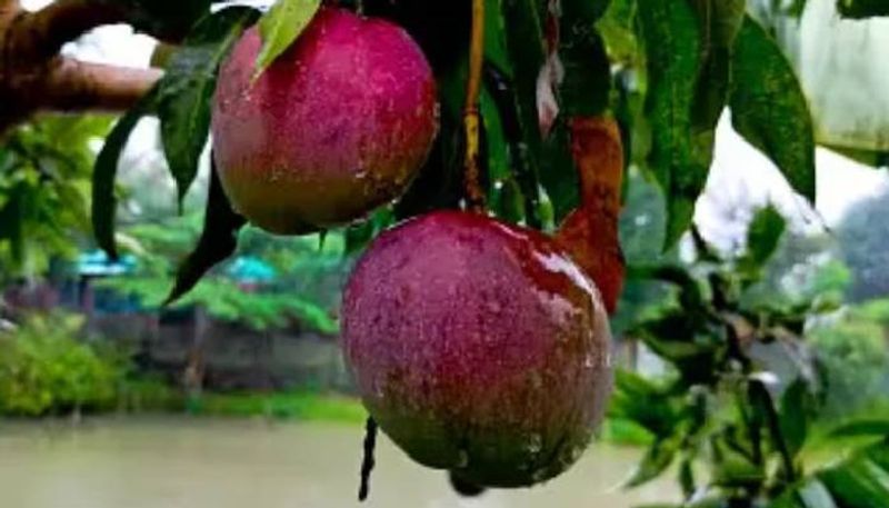 farmer from udupi earns three lakhs per kg from japanese Miyazaki mango